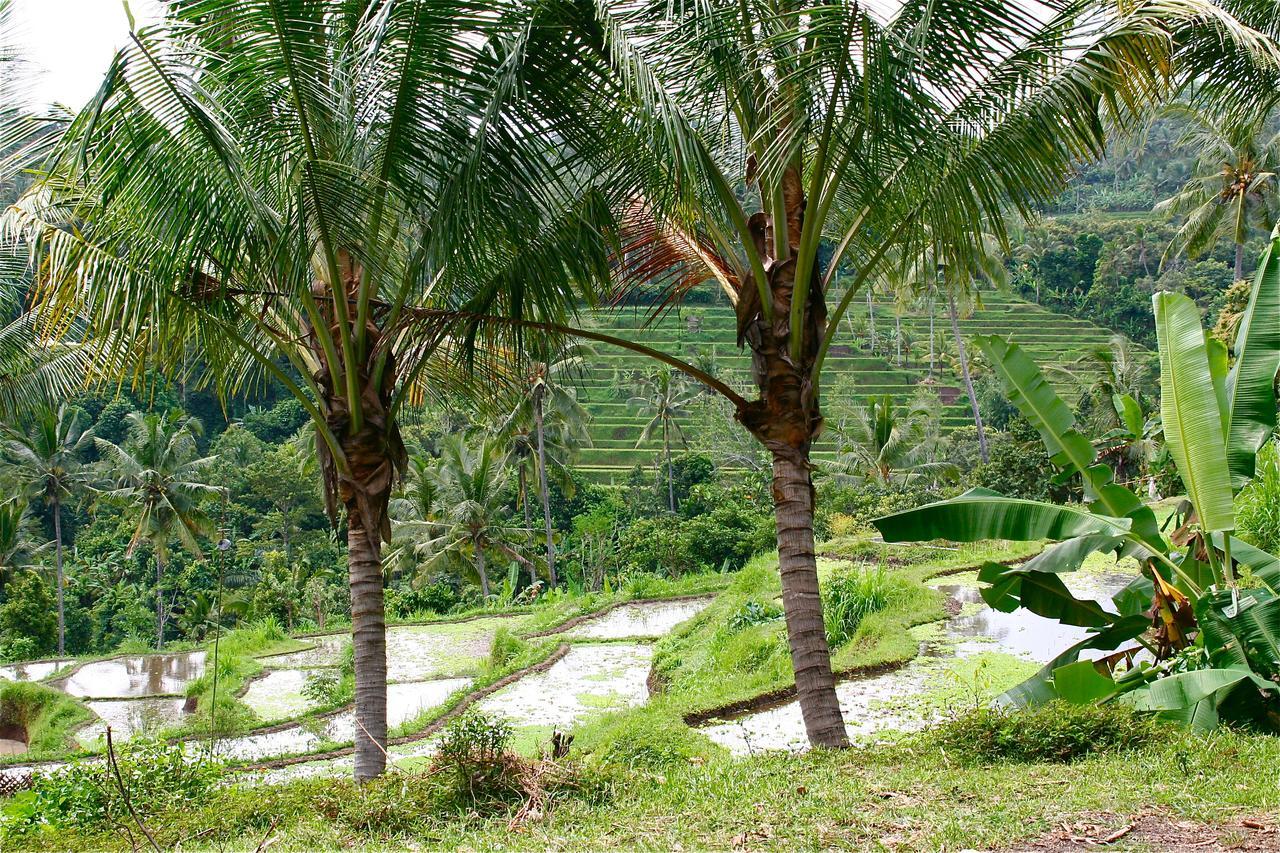 Rumah Kita Lovina Esterno foto